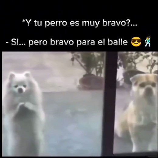 Perros bailando cumbia en Argentina: perros bailando video