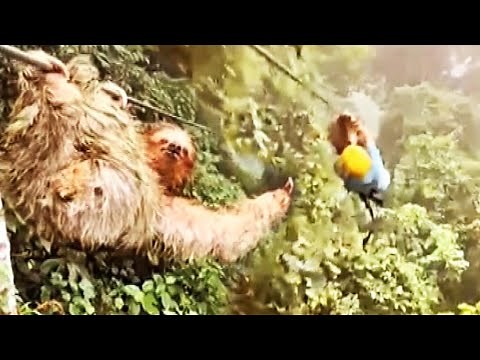 Sloth Stops Zipline Rider in Rainforest