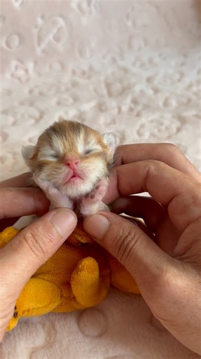 211K views · 363K reactions | small  .  “She nursed from her mother, had her bath, enjoyed her time… and in the end, she gifted us this timeless moment.  . #fblifestyle #fblifestyletyle #lifestyle . #cats #catsofinstagram #funnycats #funnycat #catsgram #cats_of_world #にゃんすたぐらむ #냥스타그램 | Caglar House Cattery Alp | Facebook