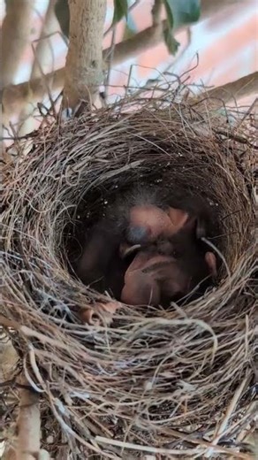 Chipping Sparrow Leave the Nest #birds #nesting #country