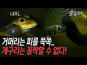 Leeches targeting delicate skin… Frogs cannot get rid of them! [Environmental Special - 2008 Year...