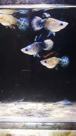 Trending Viral Video📷🔥#shorts