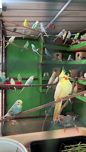 Aviary world #prasanth360 follow for more pets video post #exoticpets #pets #aviary #finches #lovebirds #cockatiel #miniworld #freefly #lovely #peace #relax #birdsound #sound #nature | Prasanth360