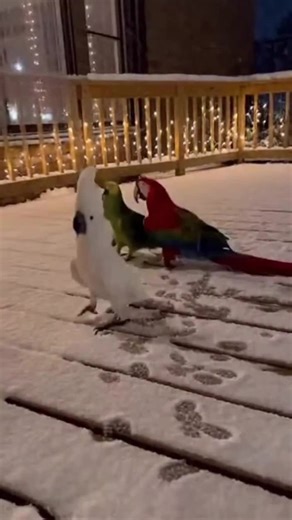 Taking Over the Patio | African Grey Parrot
