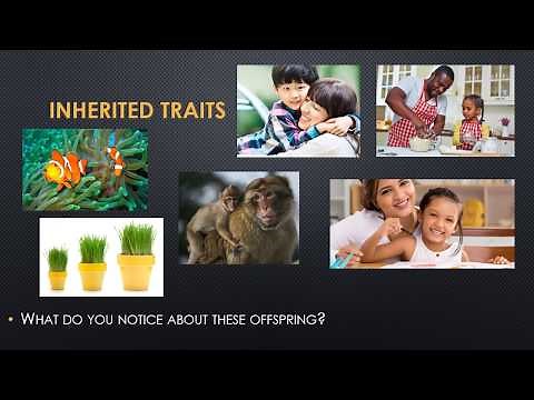 Inherited traits and learned behaviors mini-lesson