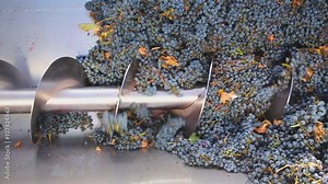 corkscrew crusher destemmer in winemaking with cabernet sauvignon grapes
