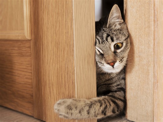 Tabby Cat With Midnight Munchies Caught Stealing Funyuns From Cabinet