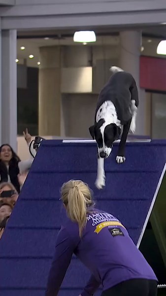 Gable Shines at the Masters Agility Championship