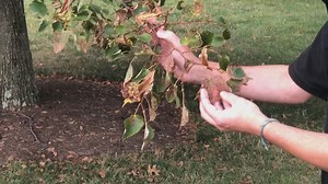 Going Green: Invasive bugs can harm trees