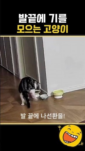 The cat gathering energy in its toes