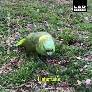 1.3M views · 12K reactions | 'This parrot has the most evil laugh I've ever heard. Absolutely terrifying'  | LADbible | Facebook