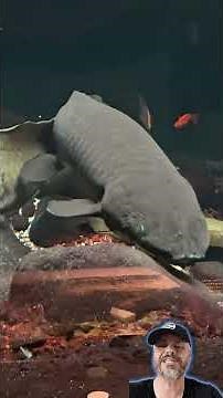 Australian Lungfish: A Living Fossil of Evolution #aquarium #aquariumkeeping #curiosities