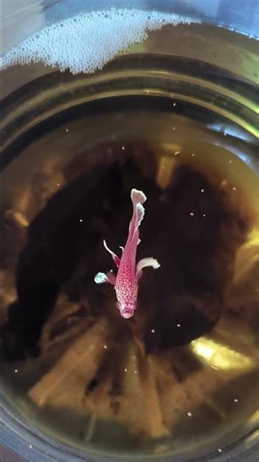 The Reason Dumbo Ear Betta Fish Having One Ear Bigger #aquarium #bettafish