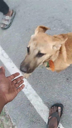 Training gone wrong! 😂 Me vs My Dog | #Shorts #DogLover