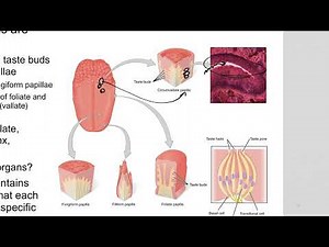 Taste and Smell Anatomy and Physiology