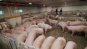 Pig Farm Workers Examining Pigs Pig Stock Footage Video (100% Royalty-free) 1015503553 | Shutterstock