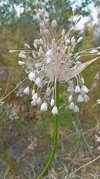 Avkopplande instrumental musik för vila och sömn