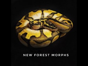 Calico Ball Python Genetics and Amazing Combos - Part 1