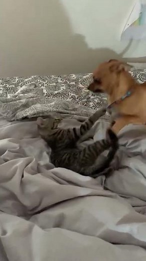 Chihuahua and Kitten Fight it Out on Bed #Shorts