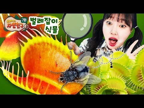 [Yura and Nature Friend Chapter 07] A plant that catches worms? Flytrap Drosera rotundifolia