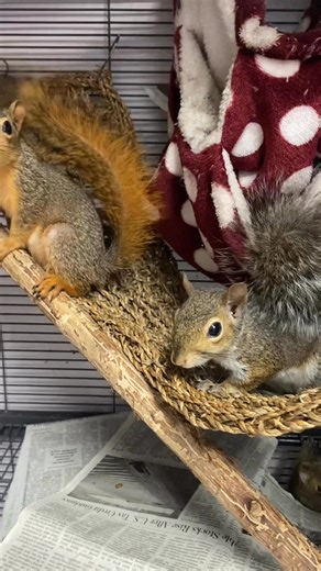 7.2K views · 488 reactions | What are squirrel tails used for?? 樂A squirrel's tail is crucial for balance when climbing and jumping, acts as a parachute to slow falls, and serves as a blanket for warmth and sunshade for protection. It is also used for communication, signaling danger to other squirrels or showing social status. Wildsoulswildliferescuerehab.org PayPal.me/wildsouls | Wild Souls Wildlife Rescue and Rehab | Facebook