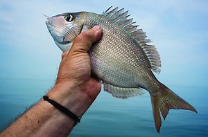 Scup - Alchetron, The Free Social Encyclopedia