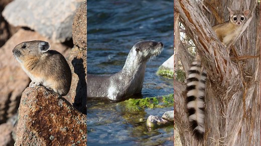 Have you seen or heard of these rare Utah animals?