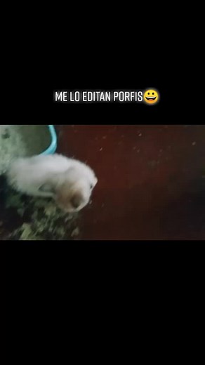 buenas ✨ algo para matar la inactividad porque no he subido videos #elgato #editelgato #gatitostiktok