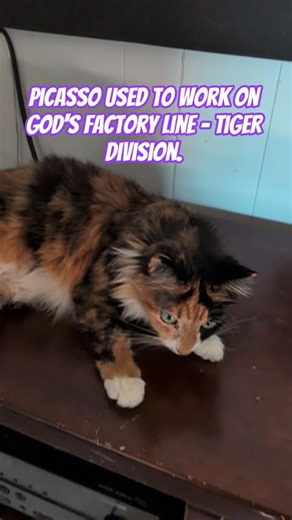 #maneater #melissatcat #shorts Rejected tigers get sent to be house cats.