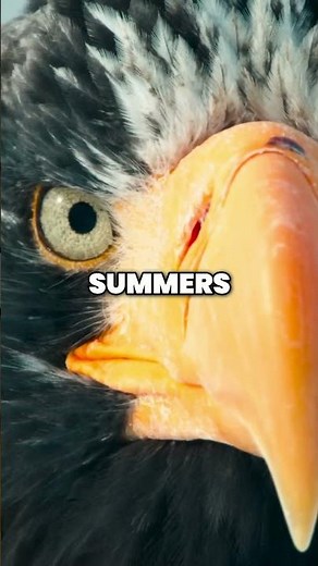 Steller's Sea Eagles Majestic Raptors of Japan