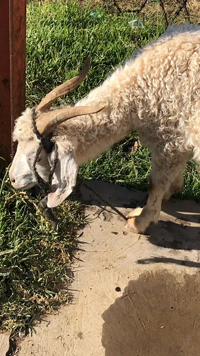 #goats #Lesotho @folowers | Rasel 007