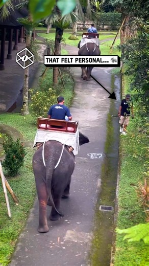 32M views · 160K reactions | The streets never forget  : ViralHog #elephants #funny #humor | UNILAD | Facebook