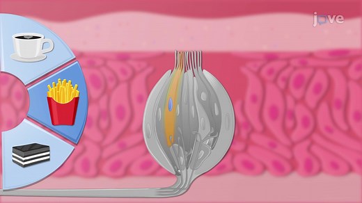 Video: The Physiology of Taste