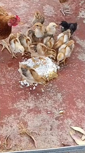 🐥 2-Week-Old Chicks: Growth, Behavior & Care Tips | Week 2 Chicken Update 🐔✨