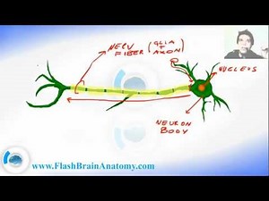 Nerve cell and neuron function with axon