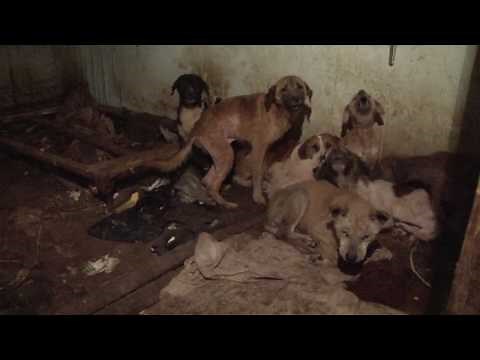 17 Dogs Rescued from Squalor