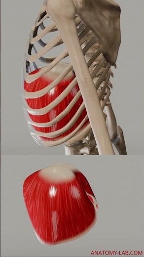 Movements Of the diaphragm Diaphram and Ribcage