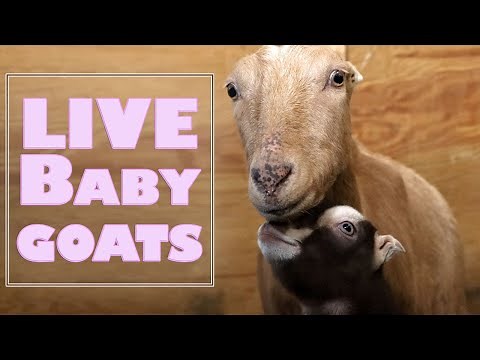 Live Baby Goat Cam - Syman Say Farms - 2022