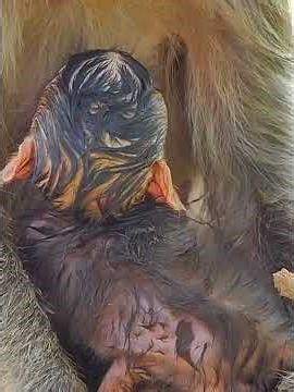 Adorable Wildlife, Tiny Baby Looks So Nice #wildlifeentertainment #babymonkeys #entertaininganimals