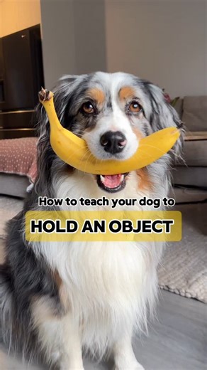 Yuki + Butters | Priscilla | Australian Shepherds | Australia 🇦🇺 | How to Teach Your Dog to: Hold an Object ✨Like & Save this reel to reference back to!✨ Step 1: Hold a piece of cardboard and wave it... | Instagram