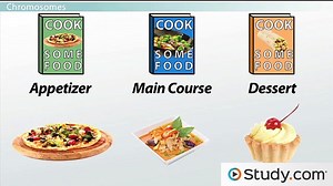 Basic Genetics- The Genome & Chromosomes