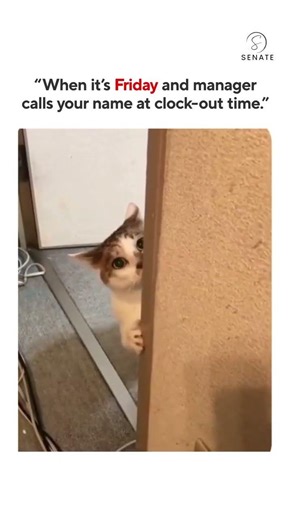 Friday Quick response when my manager call.....