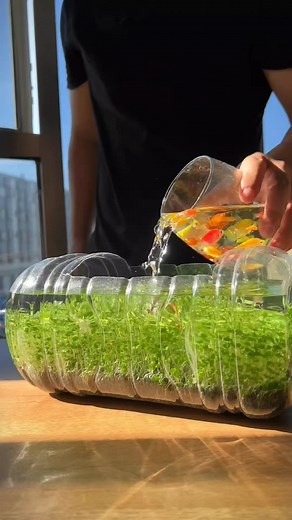 DIY Aquatic Terrarium and Aquarium Ideas