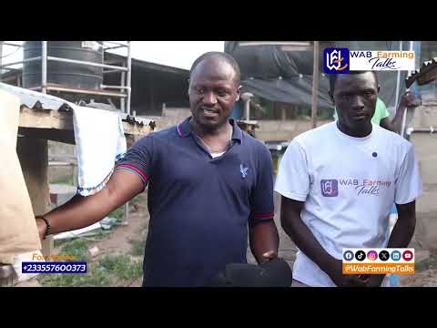 Inside a Successful Pig Farm – Must See Tour! 🐷