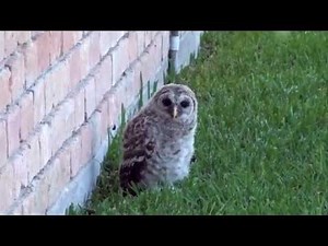 Baby Owl Learning to Fly