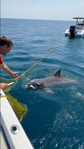 Rescued Dolphin Brings a Gift to the Man Who Saved It! 🥺🐬
