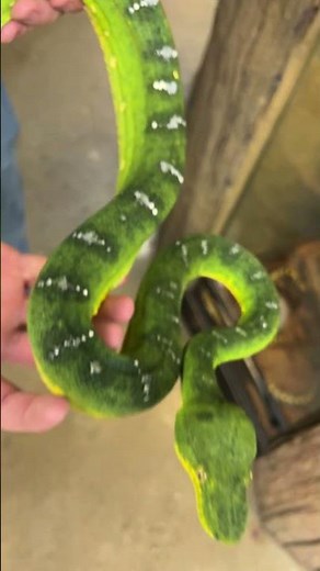Stunning Emerald Tree Boa! #snake