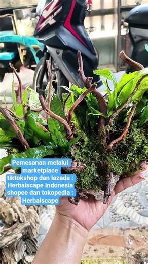 Natural style hardscape directly into the aquarium #hardscape #natural #aquascape #aquarium #hobby