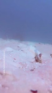 12K views · 71 reactions | A marine enthusiast has captured his unbelievable close encounter with a juvenile great white off Grange Beach. Read more: https://bit.ly/3rLAdik | The Advertiser | Facebook