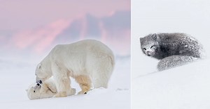 Photographer Braves the Frozen Arctic to Capture Incredible Wildlife Portraits